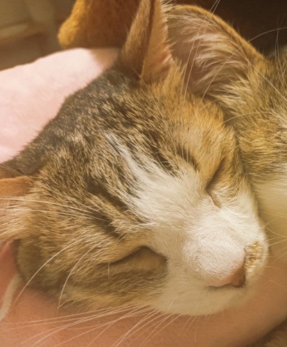 兄弟猫にもたれかかられながら眠る猫