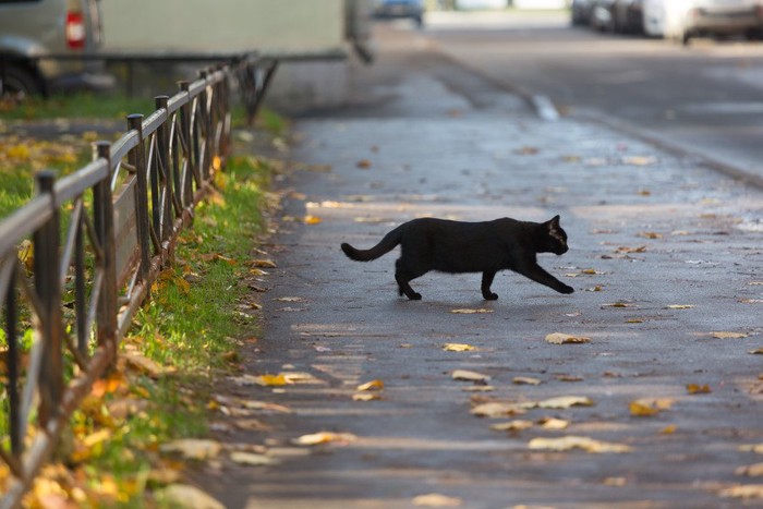 歩く猫