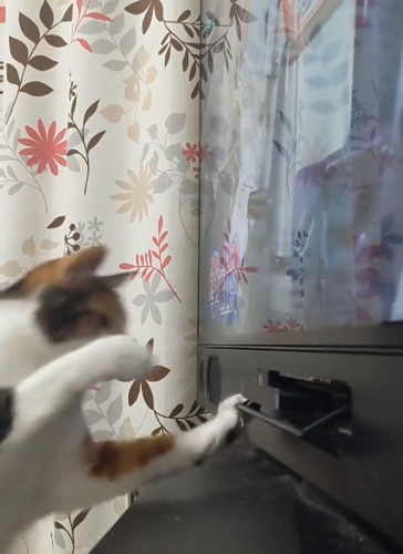 DVDプレイヤーを追う猫