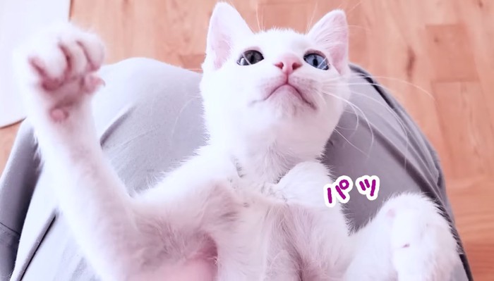 パッ