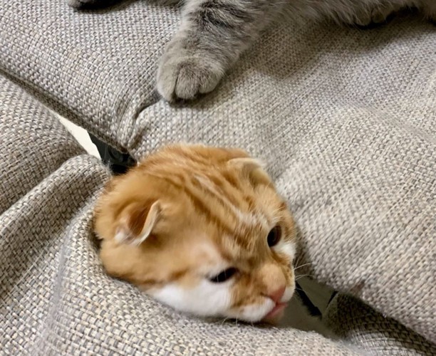 隙間から頭を出す猫