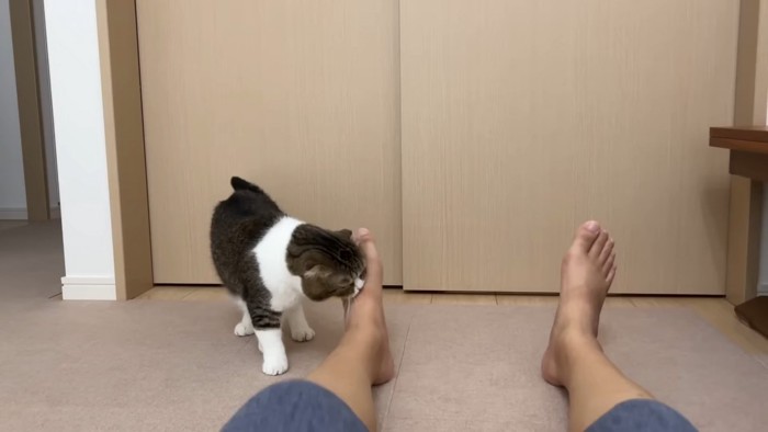 足を噛む猫