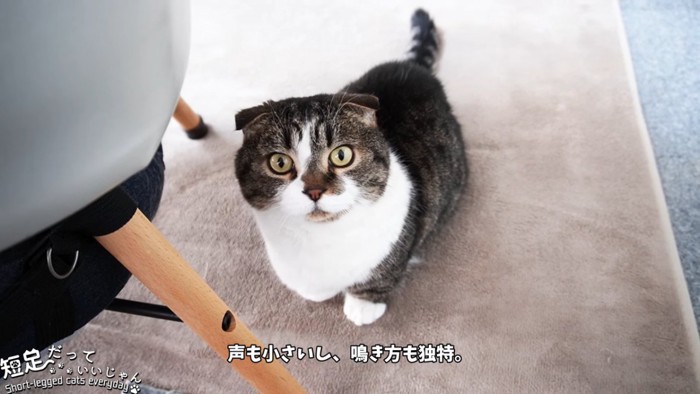 座る折れ耳猫