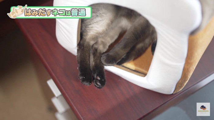 はみ出すシャム猫の足