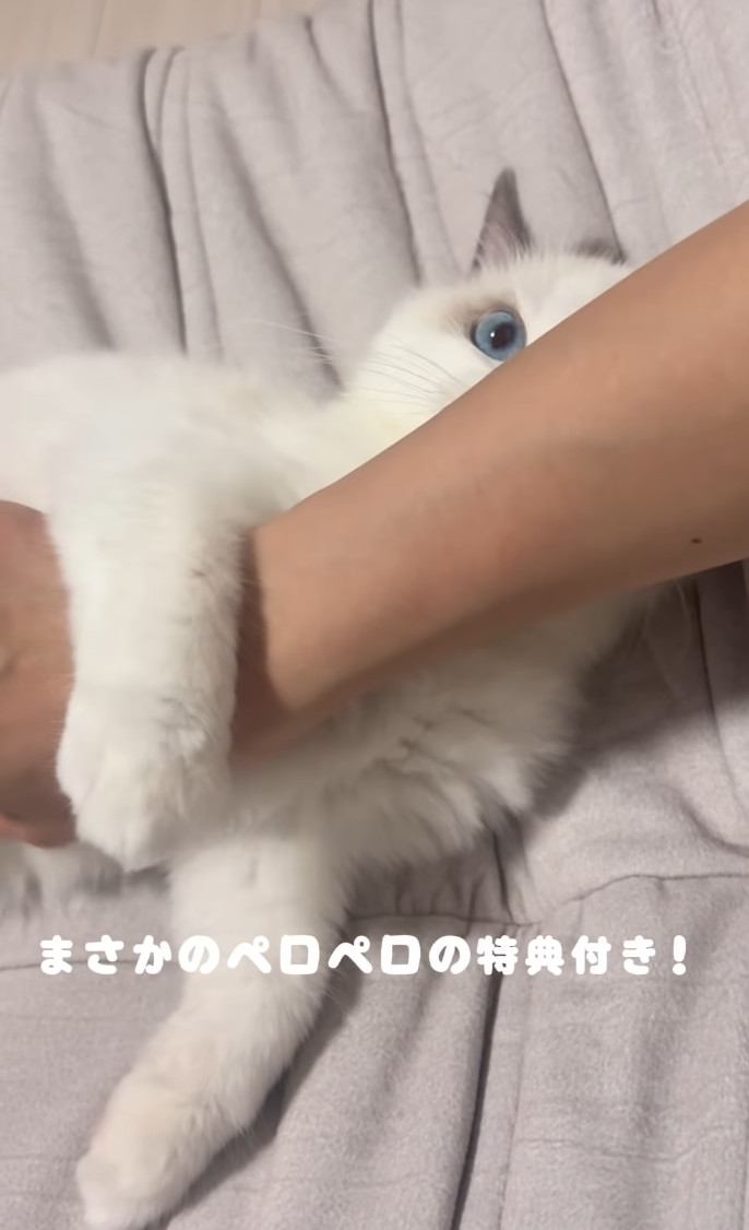 ママさんの腕を掴みながら舐める子猫