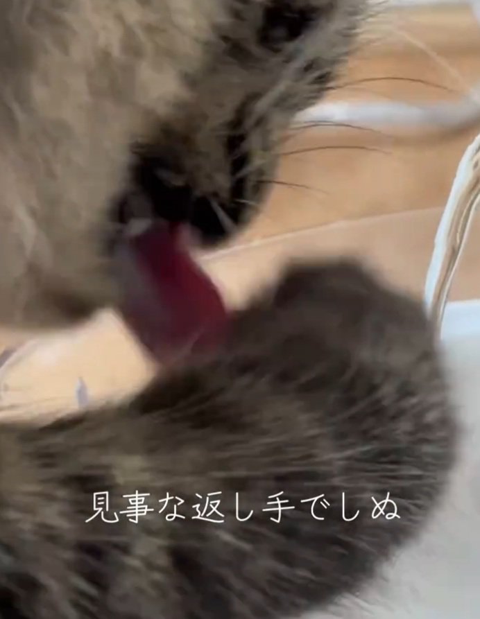 見事な手さばきを見せるスンスンちゃん