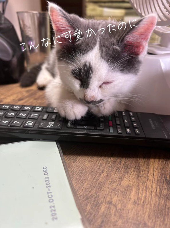 子猫時代のべこさん