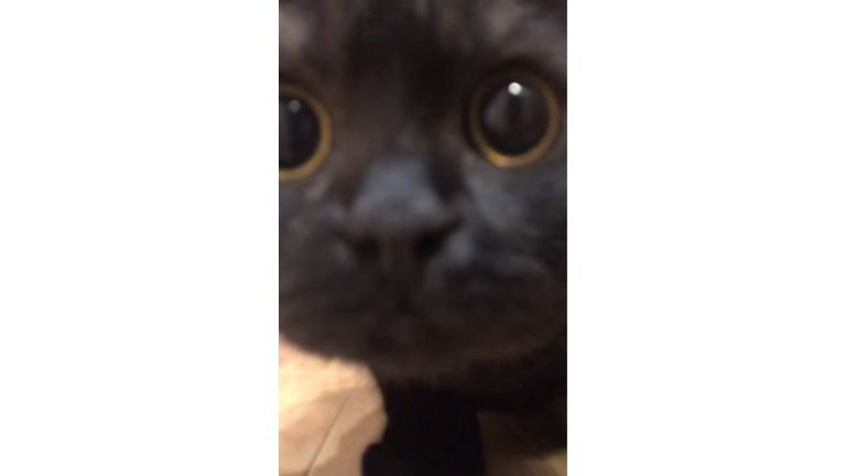 廊下にいる猫