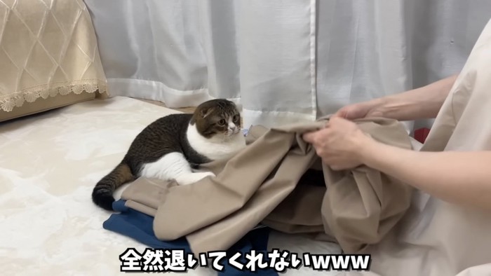 洗濯物の上に乗る猫