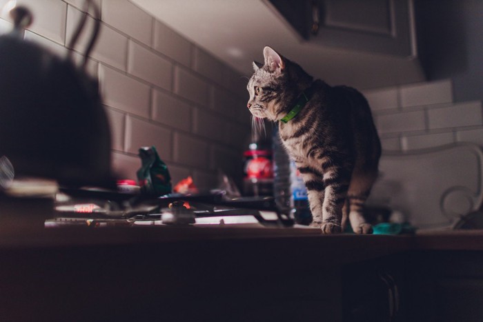暗い室内を探検する猫