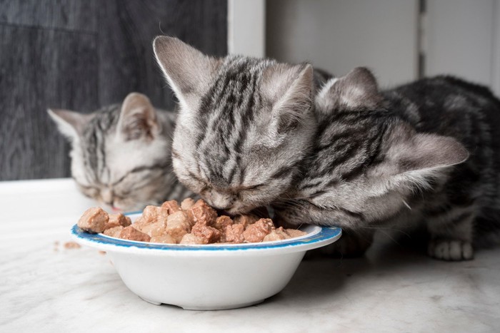 ウェットフードを食べる3匹の猫