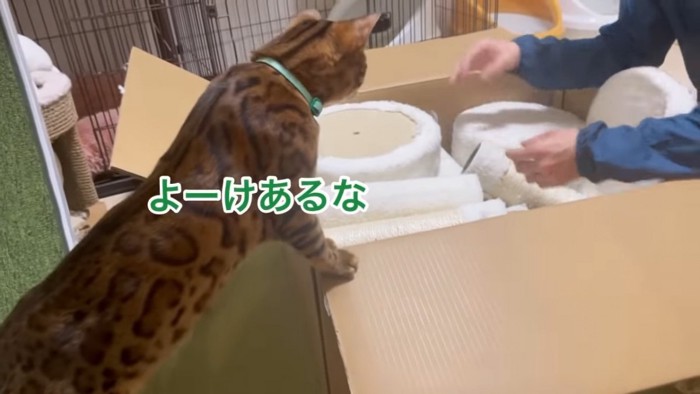 箱の中をのぞく猫