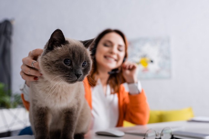 飼い主が大好きな猫