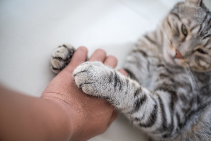 飼い主の手を両手で掴む猫