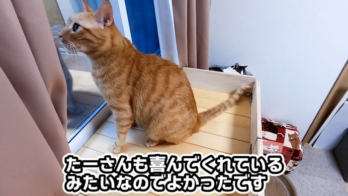 お外を眺めるたーさん