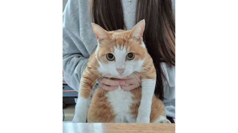 女性に抱かれている猫