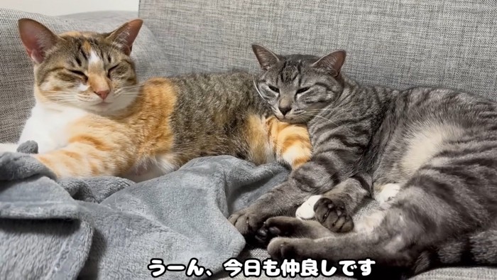 くっついて眠る猫