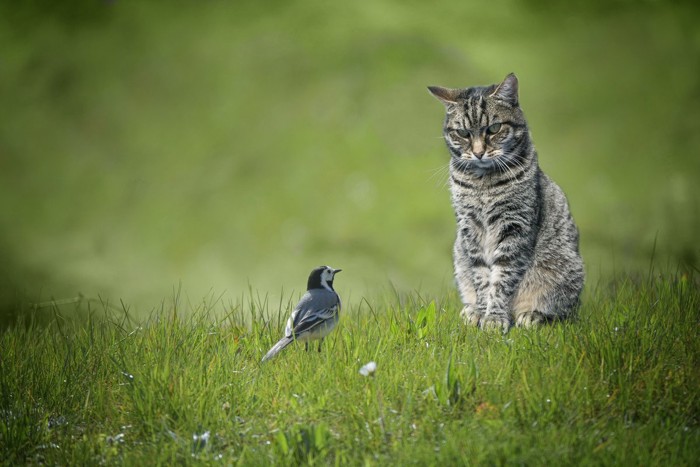 猫と小鳥