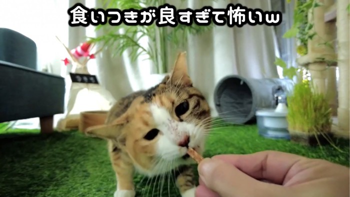 おやつを食べようとする猫