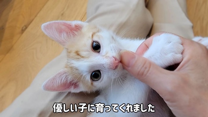 人の指をくわえる子猫