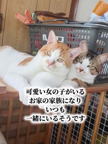 寄り添う2匹の猫