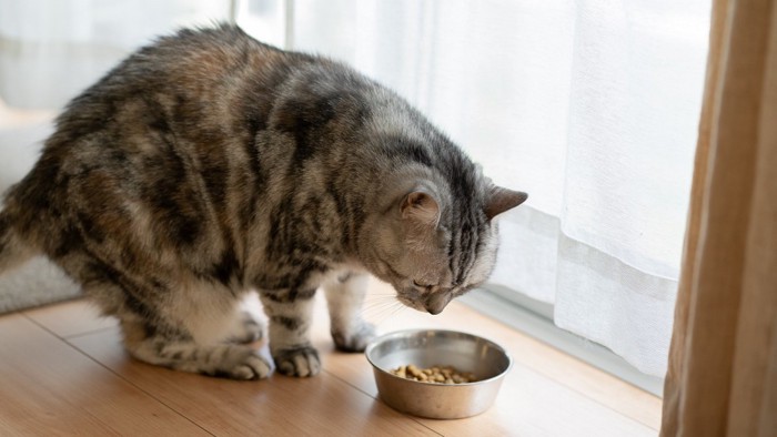 ご飯を残す猫