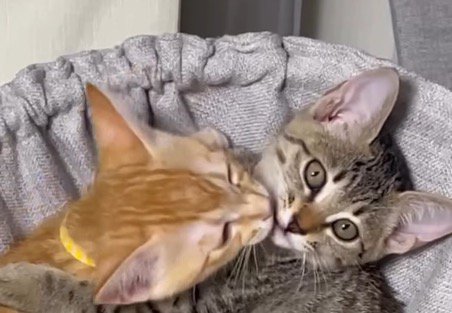 キジトラ柄の子猫に顔を近づける茶トラ柄の子猫