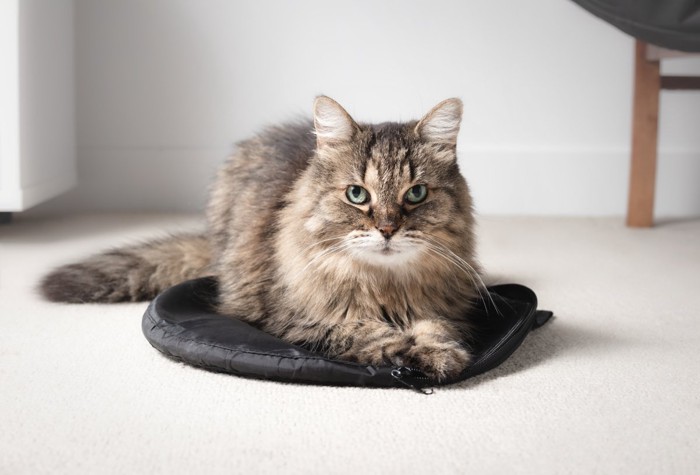 クッションの上でくつろぐ猫