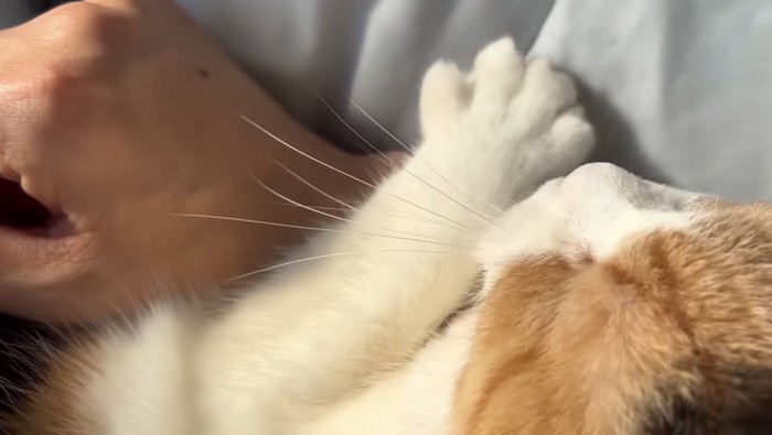 主さんの手をぎゅっとしてる姿