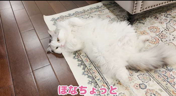 お腹を出す猫