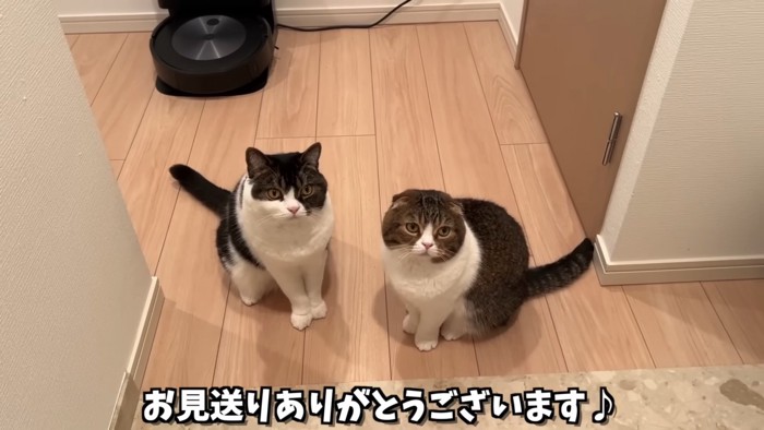 並んで座る2ひきの猫