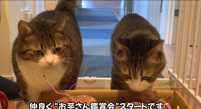 匂いを嗅ぐ猫