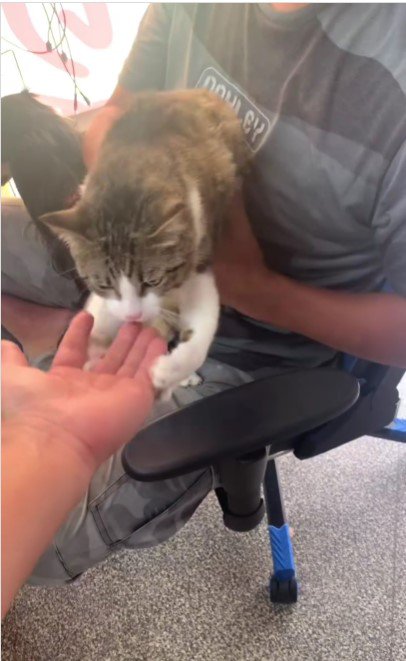 人の腕に抱き着く猫%%飼い主さんの腕をキャッチ