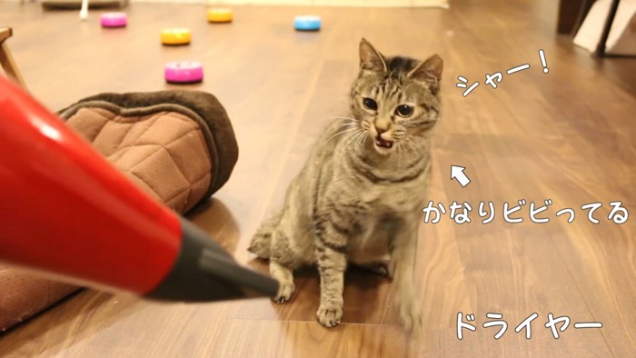 ドライヤーに威嚇する猫