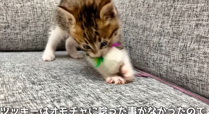 オモチャで遊ぶ猫