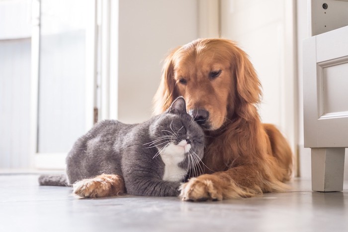 仲良くくつろぐ犬と猫