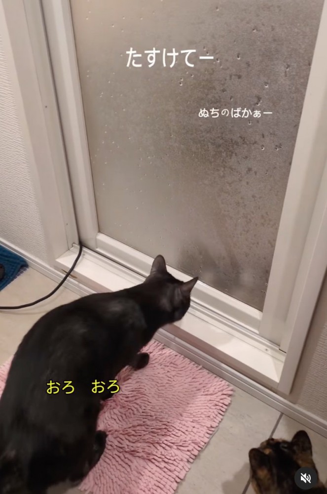 顔を近づける猫