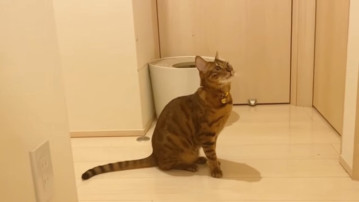 おすわりして見上げる猫