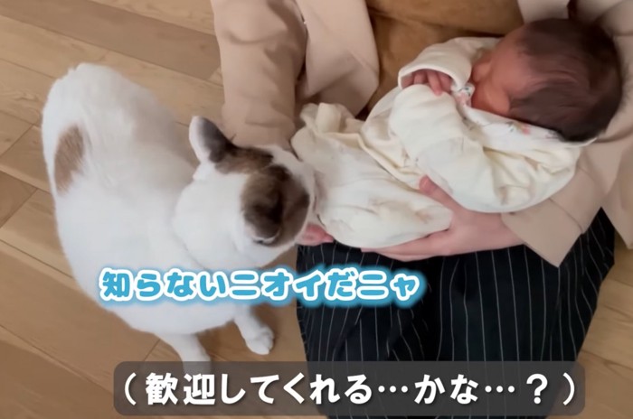 赤ちゃんを嗅ぐ猫