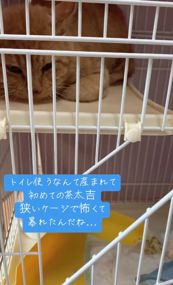 警戒する茶太吉くん