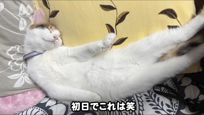 お腹を出して眠る三毛猫