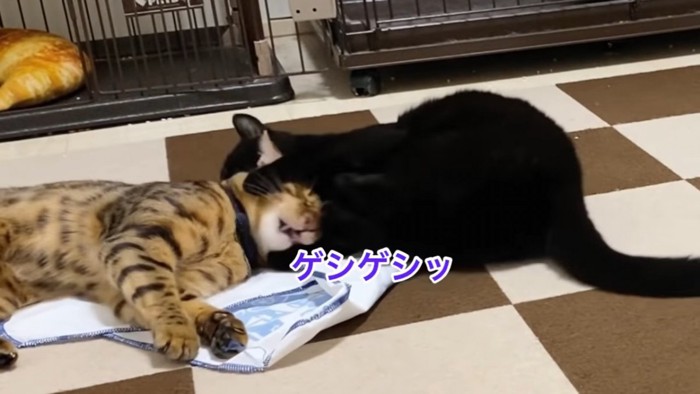 ベンガルの頭を蹴る黒猫