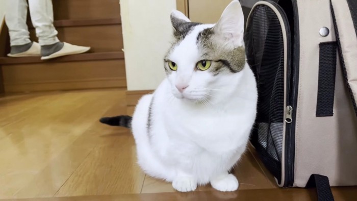 ブチ猫アップ