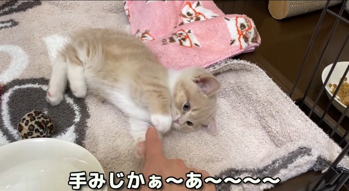 横たわる猫