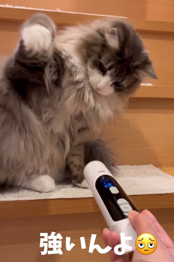 階段で猫パンチする猫