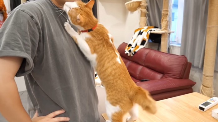 飼い主の顔に頭をすりつける猫