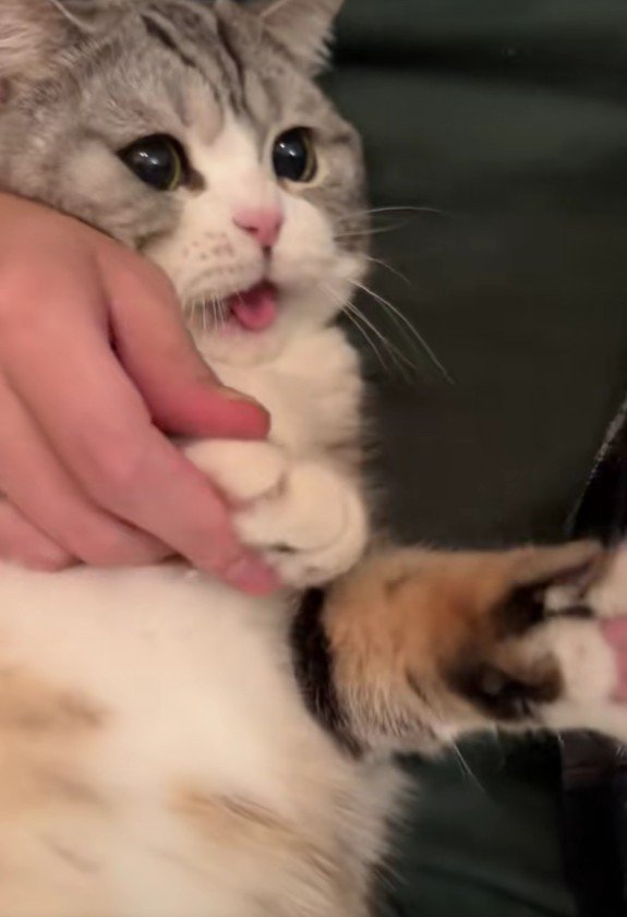 爪を切られる猫