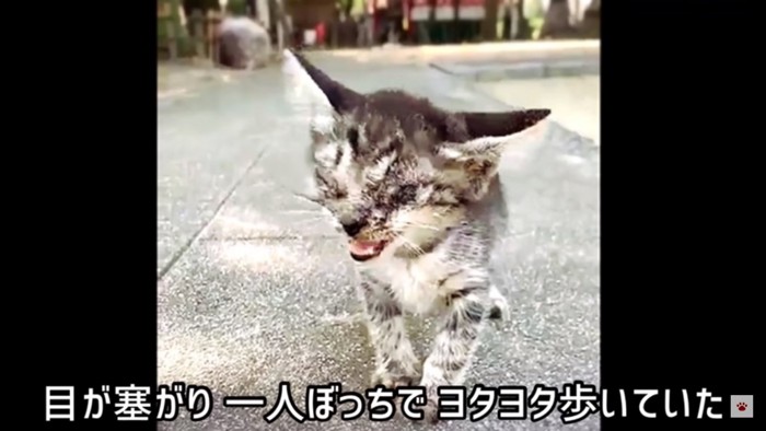 目の塞がった子猫