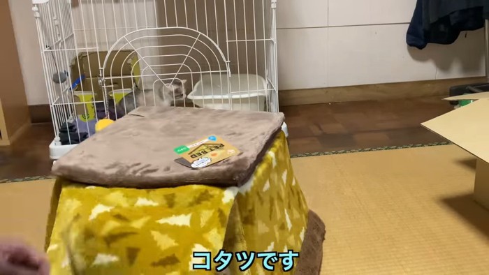 ケージの前の猫用コタツ