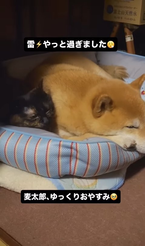 寝ている柴犬に添い寝するサビ猫